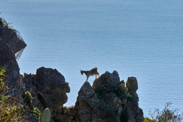 istock a lonely goat on the rocks 1303855292