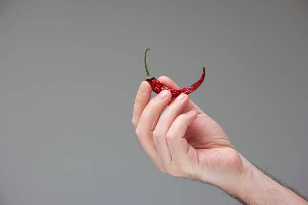 Sun dried whole red hot chili pepper held in hand by Caucasian male hand studio shot isolated on white