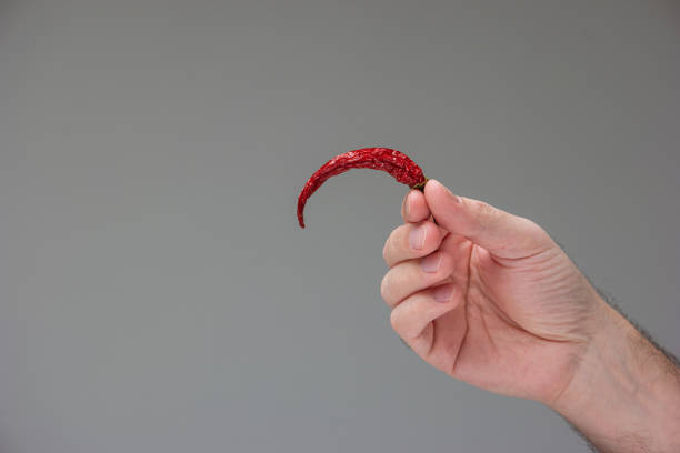 Sun dried whole red hot chili pepper held in hand by Caucasian male hand studio shot isolated on white