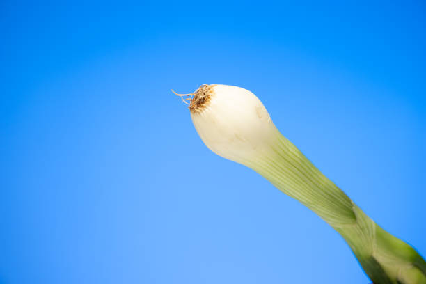 Fresh stalk of spring onion close up studio shot isolated on blue background.