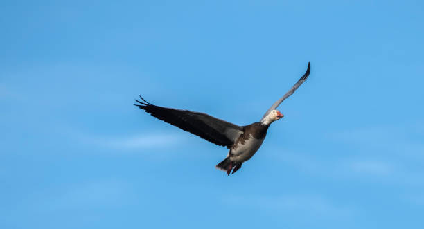 istock What Kind of Goose Am I? 1303855454