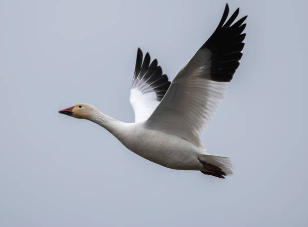 istock Close to the Flying Snow Goose 1303856060