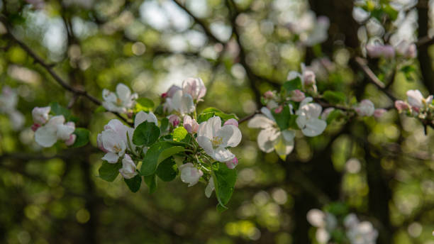 istock Blooming flowers on branches of pears on a blurred background of tree trunks. 1303856063