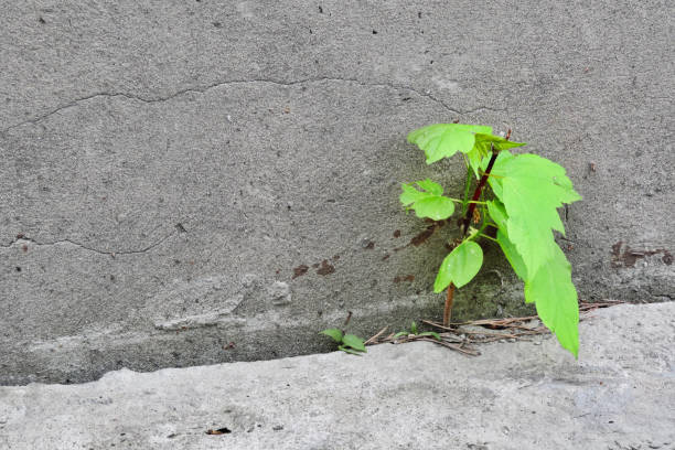 istock Small green maple tree  are growing on road near old cement wall 1303856986
