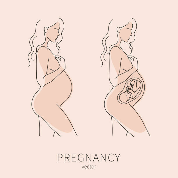 Beautiful silhouette of pregnant woman. Pregnant woman vector icon in trendy linear style. Gynecology clinic logo, design element for hospital website. vector art illustration