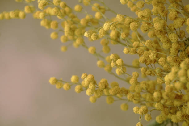 istock yellow mimosa flower for spring background, place for text 1303857356