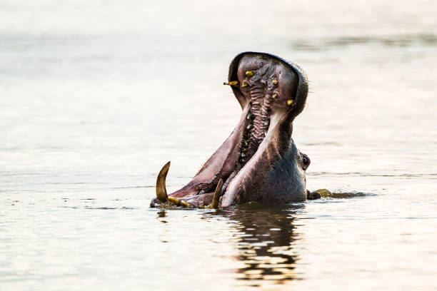 hippopotamus bull oberflächen und gähnt, um seine großen zähne zu zeigen - kruger national park hippopotamus animal mouth animal stock-fotos und bilder