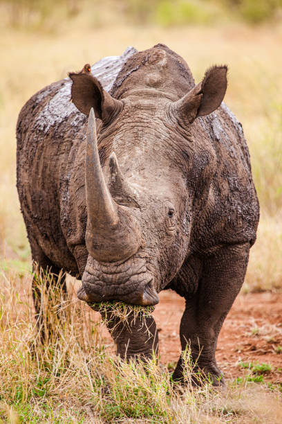 istock Large Southern White Rhino bull comes back covered in mud 1303857649