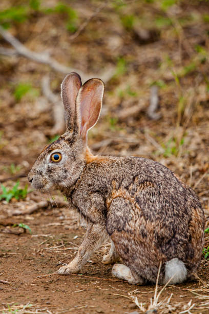 istock Scrub hare stopping long enough to rest in the shade 1303857678