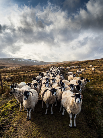 A flock of Swaledale sheep in open moorland with mountains waiting to be fed. Scar House. Nidderdale. Yorkshire Dales National Park