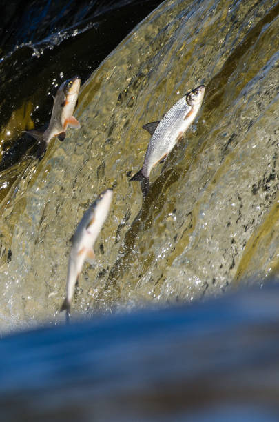 istock Fishes go for spawning upstream. Vimba jumps over waterfall on the Venta River 1303858611