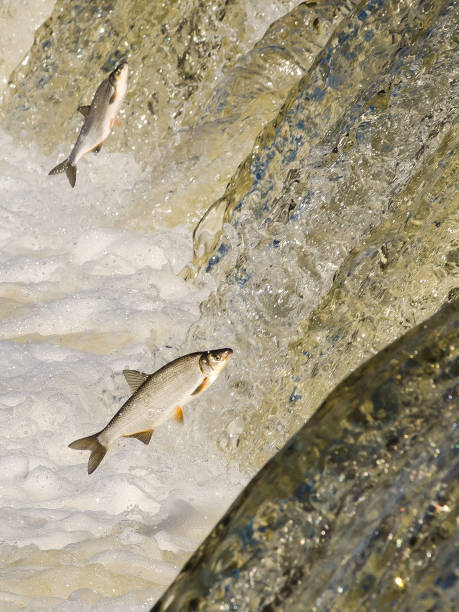 istock Fishes go for spawning upstream. Vimba jumps over waterfall on the Venta River 1303858621