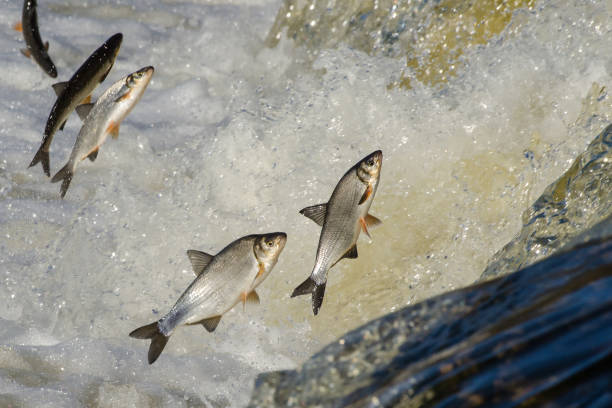istock Fishes go for spawning upstream. Vimba jumps over waterfall on the Venta River 1303858641