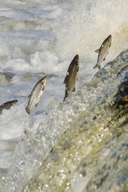 istock Fishes go for spawning upstream. Vimba jumps over waterfall on the Venta River 1303858642