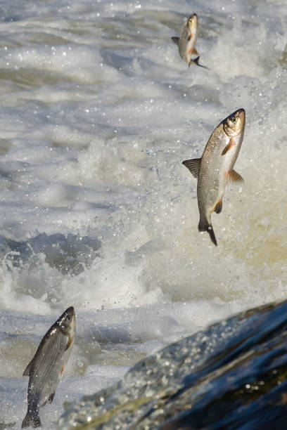 istock Fishes go for spawning upstream. Vimba jumps over waterfall on the Venta River 1303858650