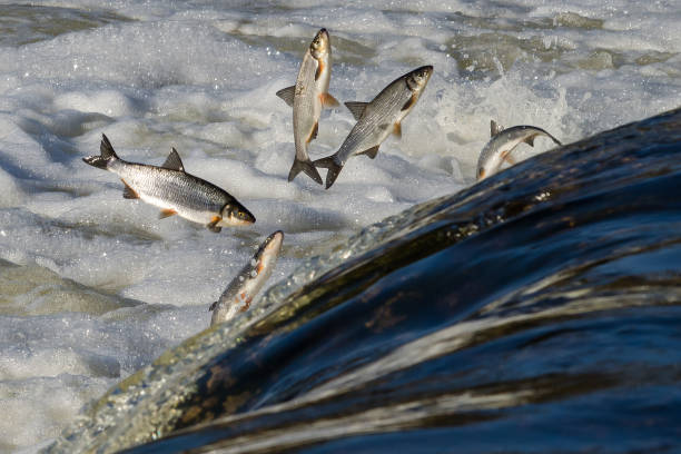 istock Fishes go for spawning upstream. Vimba jumps over waterfall on the Venta River 1303858668