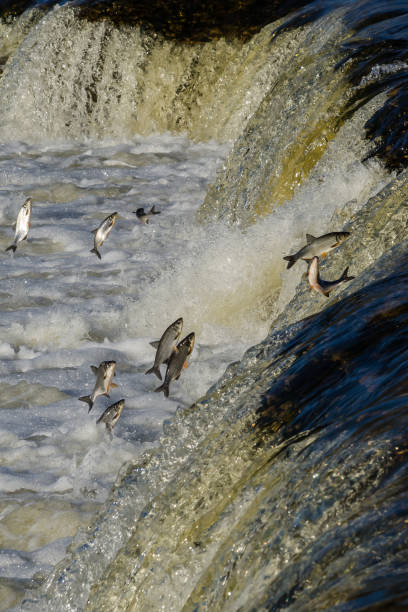 istock Fishes go for spawning upstream. Vimba jumps over waterfall on the Venta River 1303858671