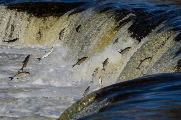 istock Fishes go for spawning upstream. Vimba jumps over waterfall on the Venta River 1303858679