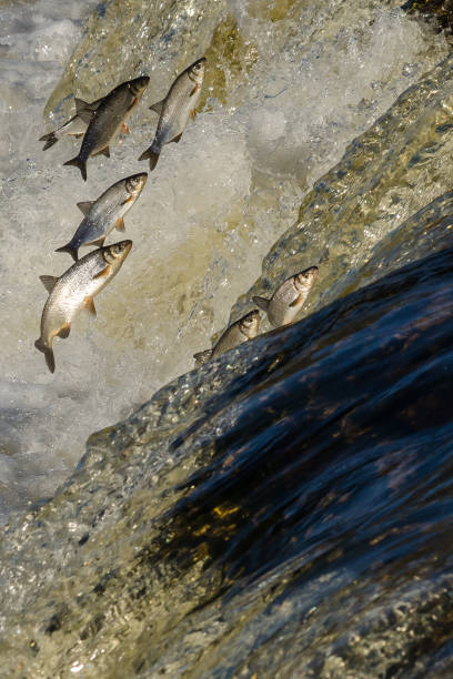istock Fishes go for spawning upstream. Vimba jumps over waterfall on the Venta River 1303858685