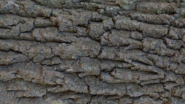 Oak tree bark. Oak tree bark. Natural background in banner format. Close up view. coating outer layer stock pictures, royalty-free photos & images
