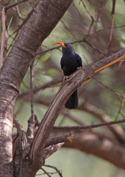 istock Green Wood-hoopoe 1303860327