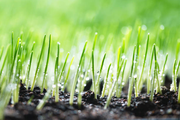 planta joven - barley grass crop field fotografías e imágenes de stock