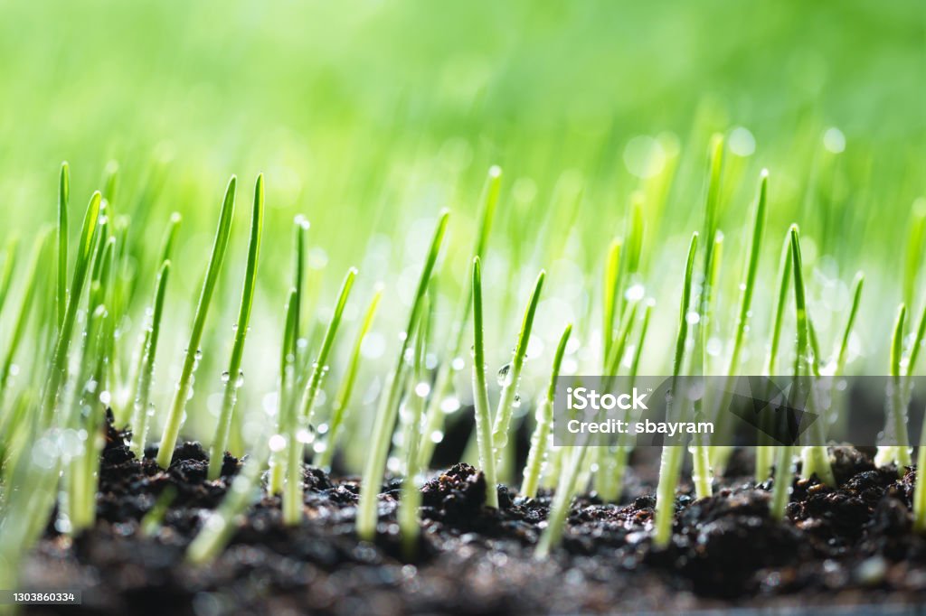 Young plant Agricultural Field, Agriculture, Backgrounds, Barley Growth Stock Photo