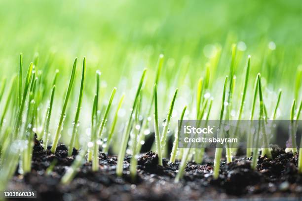 Young Plant Stock Photo - Download Image Now - Growth, Seed, Grass