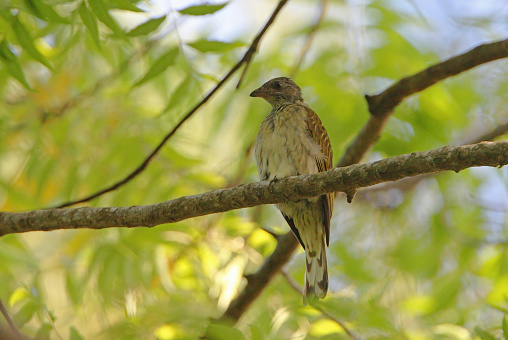 Scaly-breasted Honeyguide (Indicator variegatus) adult perched on branch\