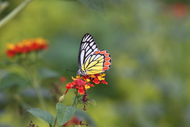 istock Nature Park showcasing Butterfly 1303861027