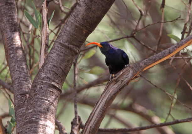 istock Green Wood-hoopoe 1303861145