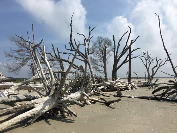 Edisto Island - South Carolina