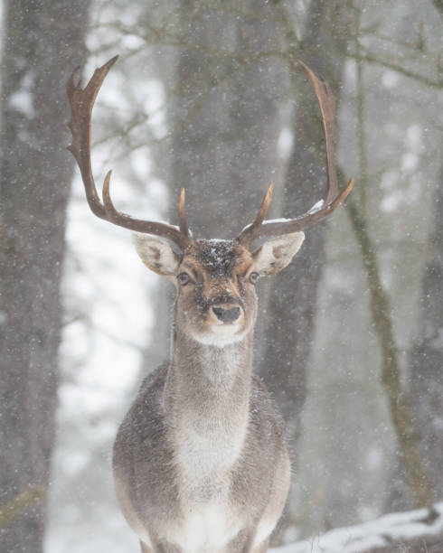 istock Fallow deer in the snowy world with freshly fallen snow. 1303862451