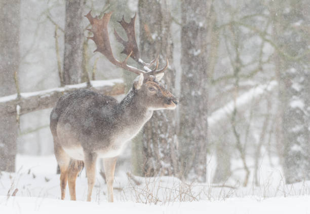 istock Fallow deer in the snowy world with freshly fallen snow. 1303862531