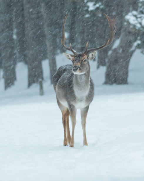 istock Fallow deer in the snowy world with freshly fallen snow. 1303862549