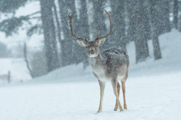 istock Fallow deer in the snowy world with freshly fallen snow. 1303862551