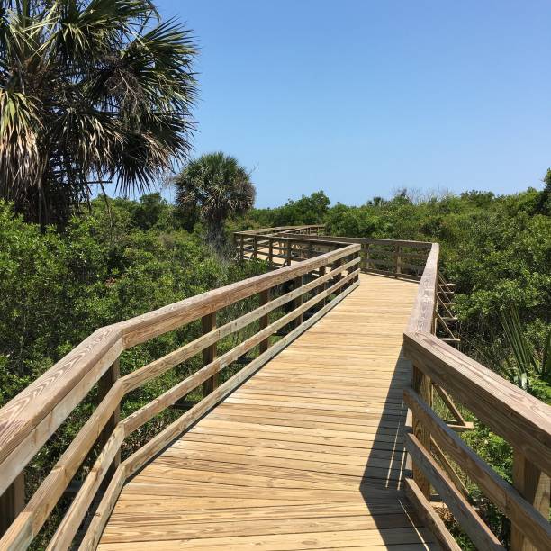 istock Cumberland Island National Seashore - Boardwalk 1303862558