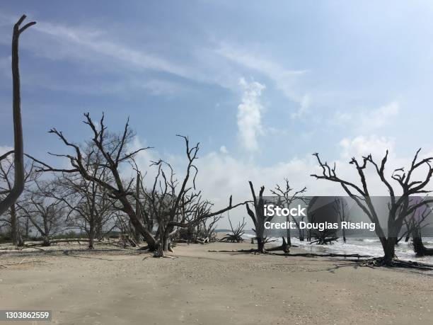 Dead Trees On Edisto Island Stock Photo - Download Image Now - Adventure, Atlantic Ocean, Beach