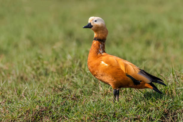 ラディ・シェルダック (タドルナ・フェルギネア) - shelduck anseriformes duck goose ストックフォトと画像