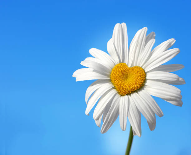 daisy with heart - chamomile daisy sky flower imagens e fotografias de stock