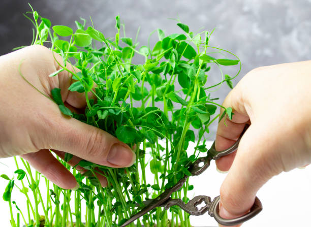 istock Pruning young peas for food 1303864450