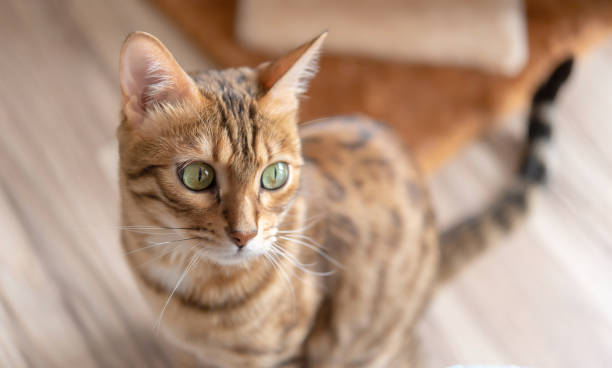 istock Bengal cat on the floor in the room, selective focus 1303864491