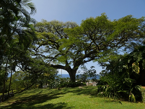Full shot of a 400-year old saman tree, also called rain tree, at St. Kitts, West Indies