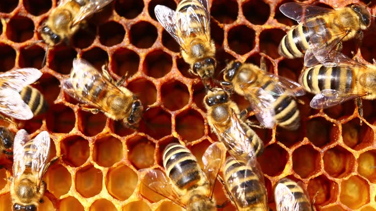 Bees in the hive in the apiary and honeycomb close-up