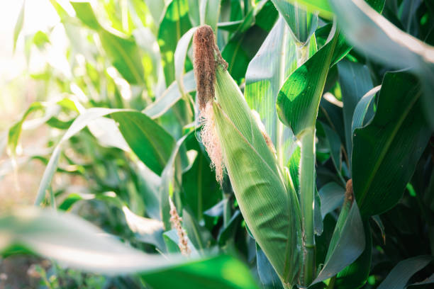 istock green corn on stalks in agricultural cultivated field 1303865670