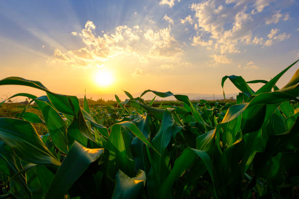 istock corn field in agricultural garden and light shines sunset 1303865672