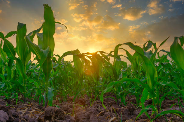 istock corn field in agricultural garden and light shines sunset 1303865676