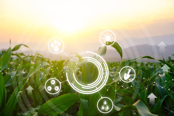 istock maize in agricultural with technology concepts 1303865684