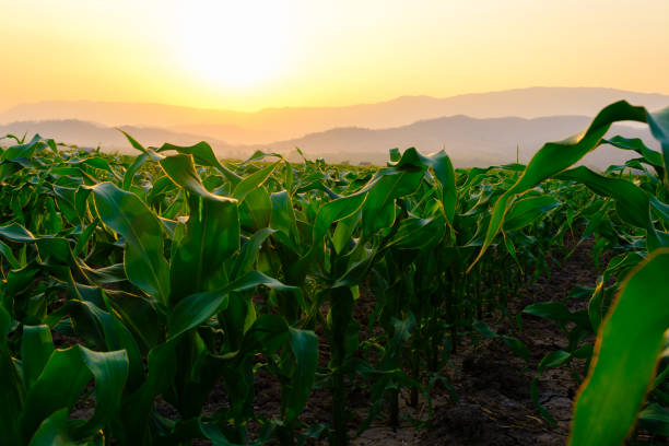 istock corn field in agricultural garden and light shines sunset 1303865722