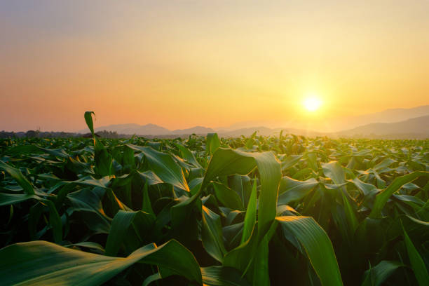 istock corn field in agricultural garden and light shines sunset 1303865724